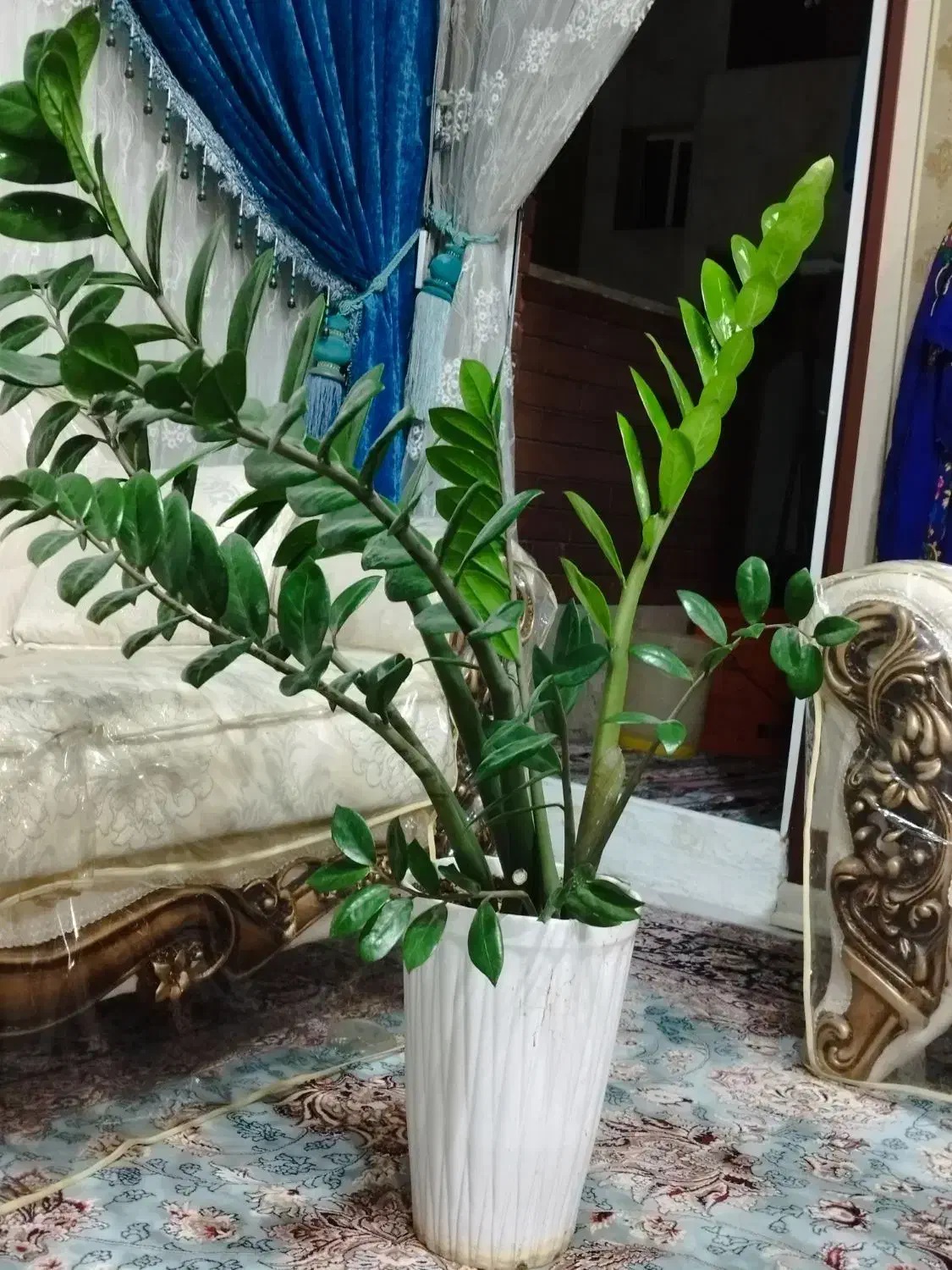 گل فیکوس ، گل زاموفیلیا