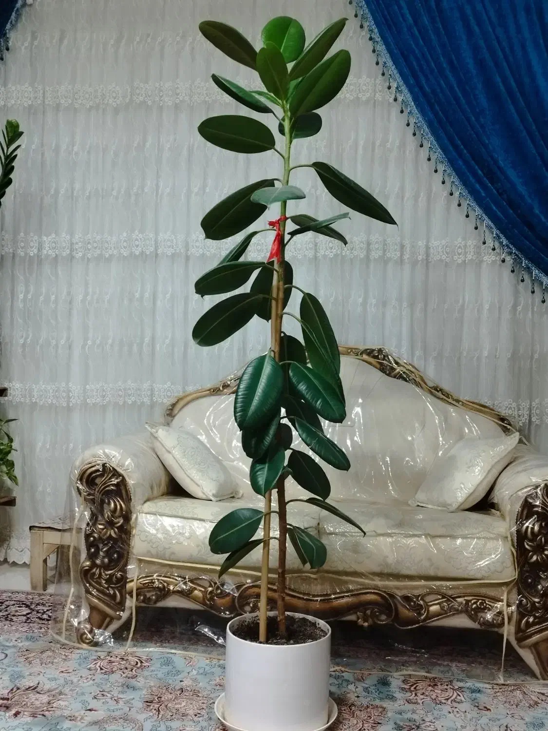 گل فیکوس ، گل زاموفیلیا