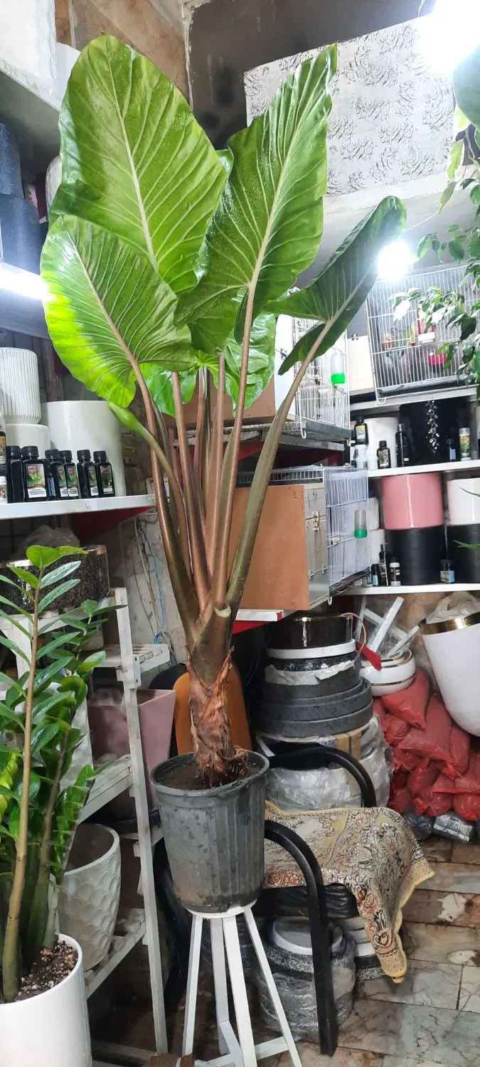 گل و گیاه